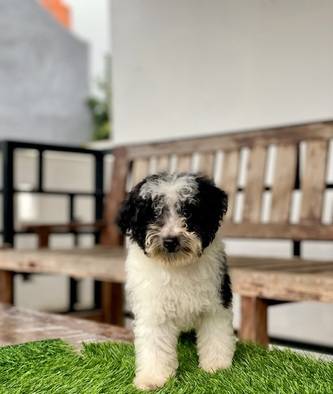 jual-party-toy-poodle-male--female-4-ekor-825PQZ8POP