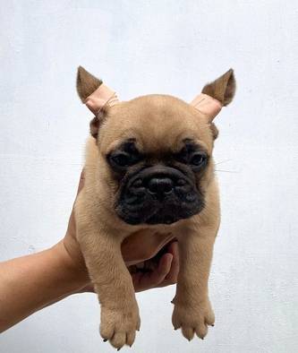 french-bulldog-puppy-male-red-fawn-SL1DQUN839