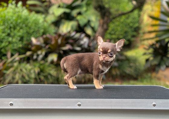 for-sale-puppy-mini-male-chihuahua-903UMSSLFW