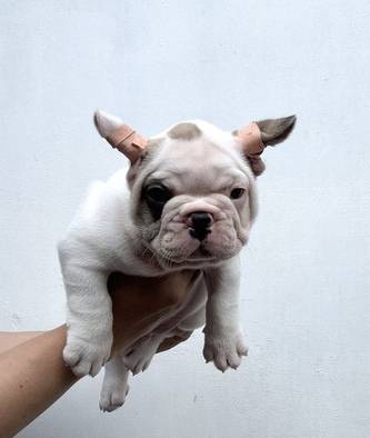 french-bulldog-puppy-male-pied-QVGJY17T09
