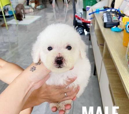 white-poodle-murah-7OQRA1QXEV