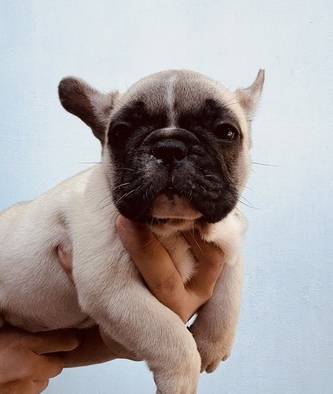french-bulldog-puppy-female-fawn-BPOIJ4XPJB
