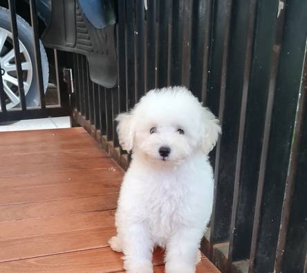 special-color-poodle-RLC1I9908F