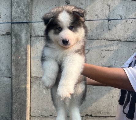 sale-siberian-husky-long-hair-n-bigbone-OMS52SGXB4