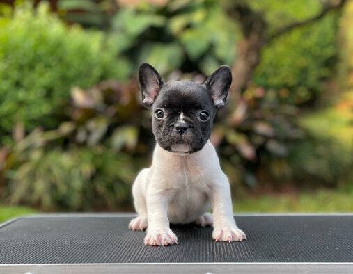 for-sale-puppy-female-french-bulldog-JIO02RDN3C
