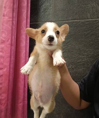 jual-pembroke-welsh-corgi-anakan-4BLFQ0RQ73