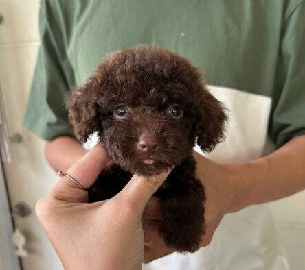 ready-poodle-choco-tiny-63GYCQEQLC