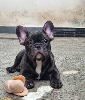 puppy-french-bulldog-RUKINCH93G