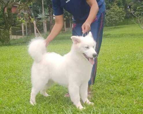 anakan-samoyed-best-quality-85JZ5XX9L1