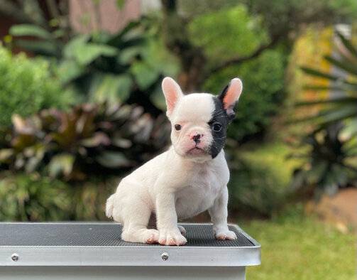 for-sale-puppy-male-french-bulldog-LG8MRNLMQ1