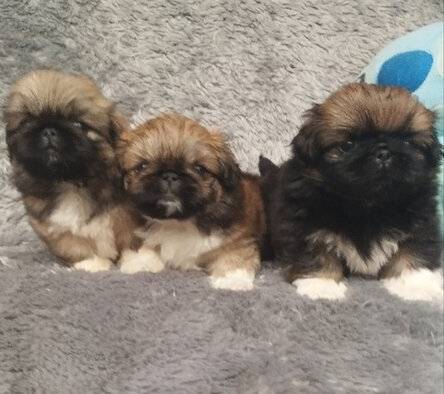 peke-peke-cute-I4E7RTOHK6