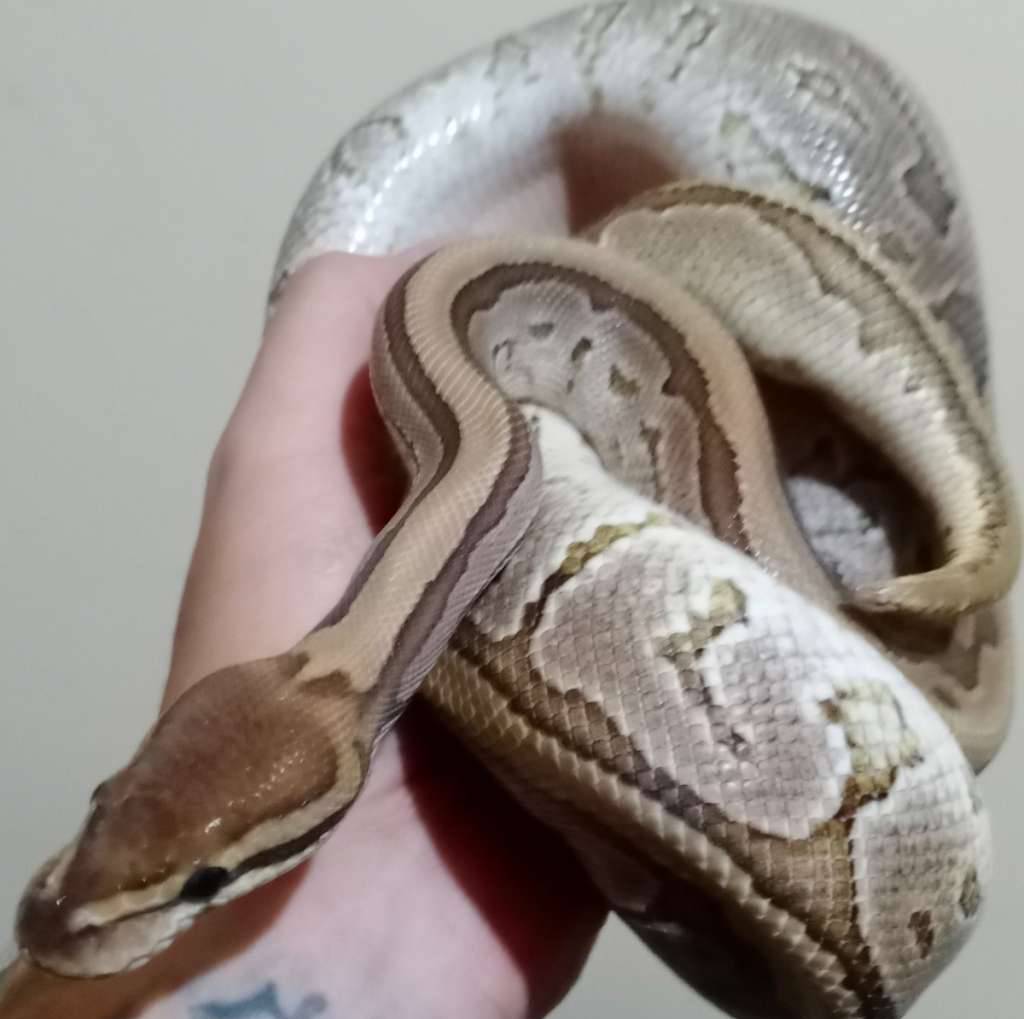 mojave-pinstrip-jigsaw-unsex-Q9OEHGWEZ9