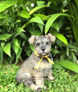 miniature-schnauzer-puppy-istimewa-YIQUTGFGP9