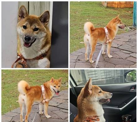 shiba-inu-betina-indukan-import-11-bulan-Z6UN6OI9OV