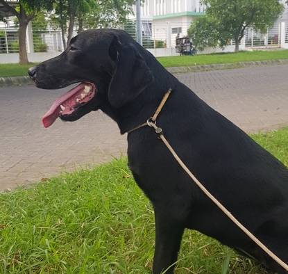 all-black-female-labrador-VR4NG7X3JN