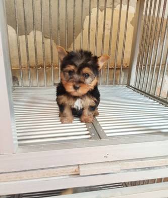 anakan-yorkie-male-KQ9GFV1GOF