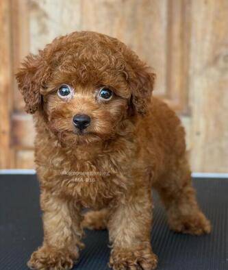 3-ekor-poodle-jantan-D7LM229BBI