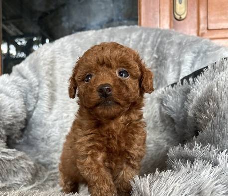 puppies-tiny-red-poodle-super-cute-ZRXEZLIBSX