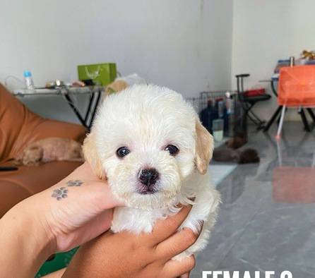 poodle-apricot--white-female-murah-JV9O1YV9EY