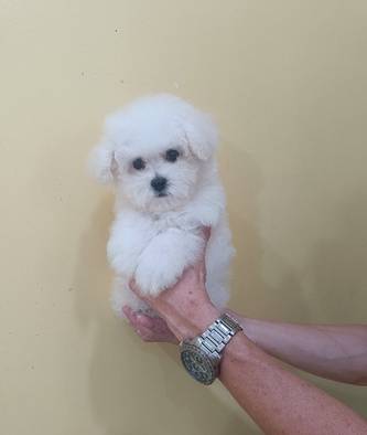 korean-face-tiny-bichon-frise-jantan-cucu-import-korea-LO0JGGF9GY