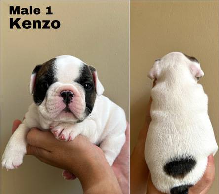 french-bulldog-puppies-3-male-Y8QSGR3JFN