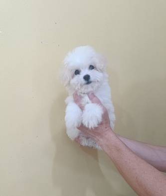 korean-face-tiny-bichon-frise-betina-cucu-import-korea-QY7YKFXCXC