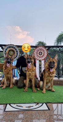 herder-bigbone-jantan-dan-betina-9HI48XZ6LY