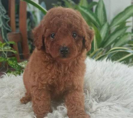 jual-toy-tiny-poodle-betina-92CXOCAU6A