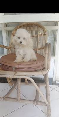 for-sale-superteacup-toy-poodle-betinafemale-LWOFPGYXO5