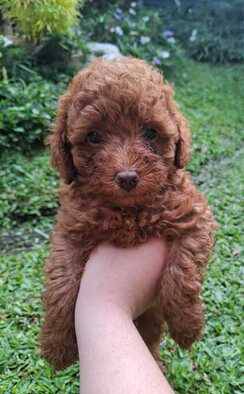 anak-anjing-poodle-2-bulan-A9JFJW3Z00