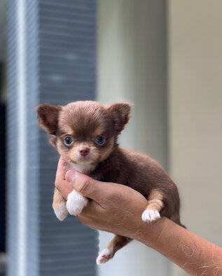for-sale-puppy-super-mini-female-chihuahua-RY9DGE763Y