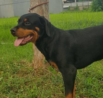 rottweiler-daughter-of-hector-vom-hause-drobny-ina-ch-NUA60QCPPS
