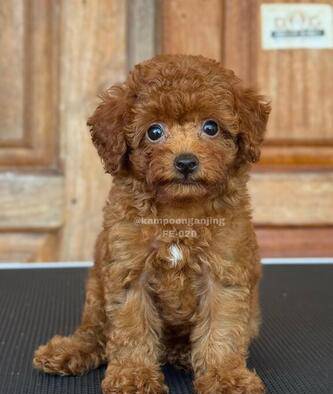 2-ekor-poodle-betina-D358R1LU3U