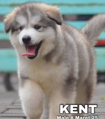 cute-adorable-alaskan-malamute-kent-K07219TDU4