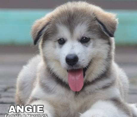 cute-adorable-alaskan-malamute-angie-BB1B3OOA2Q