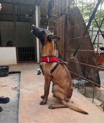 anakan-belgian-malinoise-jantan-85BS022IZK