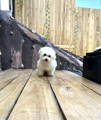jual-bichon-frise-calon-indukan-dan-indukan-XL0DNMXJ3N