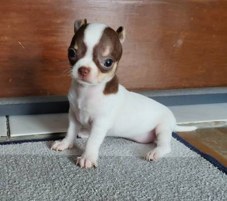 anakan-chihuahua-jantan--betina-OT049KFSUM