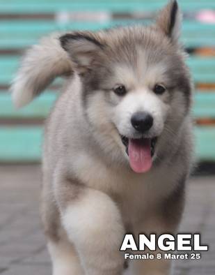 cute-adorable-alaskan-malamute-angel-D8QN59LSWO