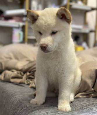 anakan-shiba-inu-high-quality-male-9M89GNUIMT