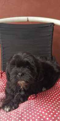 for-sale-shipoo-longhair-PMEP2GHDKG