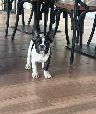 anakan-french-bulldog-anakan-russia-5TVLY1RNTX