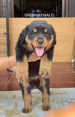 big-sale-rottweiler-2-male-2-female-good-bloodline-S3IR306IZL