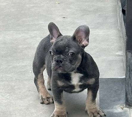 murah-french-bulldog-exotix-colour-V77PSXS7EI
