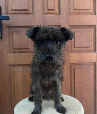 mini-schnauzer-betina-708298QGUH