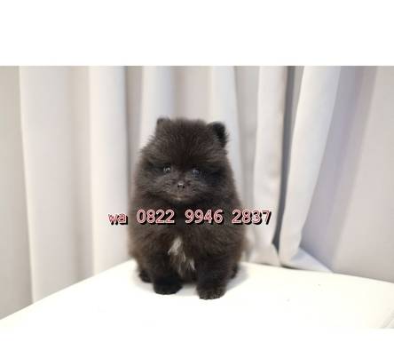 anjing-minipom-jantan-hitam-tapi-manis-OTOZW1DNOM