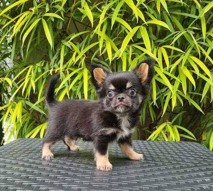 chihuahua-longhair-istimewa-harga-bersahabat-9FU29RCNLA