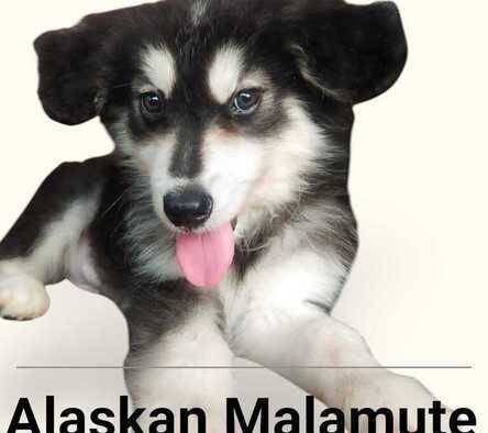 alaskan-malamute-puppies-termurah-TNMMZWQMC2