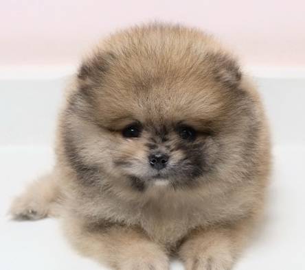 twinkle-star-the-rare-sable-merle-boy-bulu-super-glamour--tebal-BT6N7VEXQH
