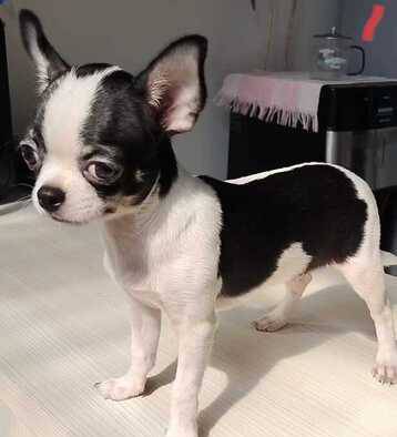 chihuahua-jantan-belang-sapi-surat-lengkap-MEKEJ1O4Y8